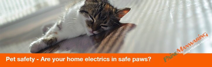 Pet Safety – Are your home electrics in safe paws?